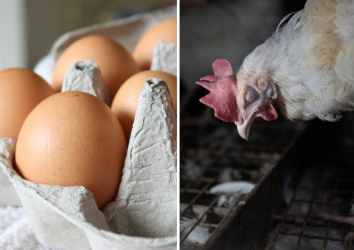 Bio-Eier sind "gute Eier"? Recherche schockiert
