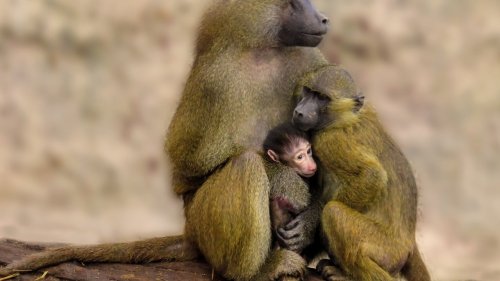 Augsburger Zoo gibt Affen an Versuchslabor ab – Tierschutz empört