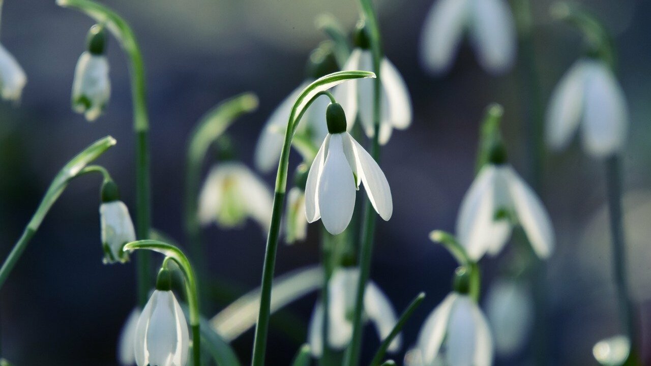 Gartenarbeit im Februar: Das musst du tun, bevor es richtig losgeht