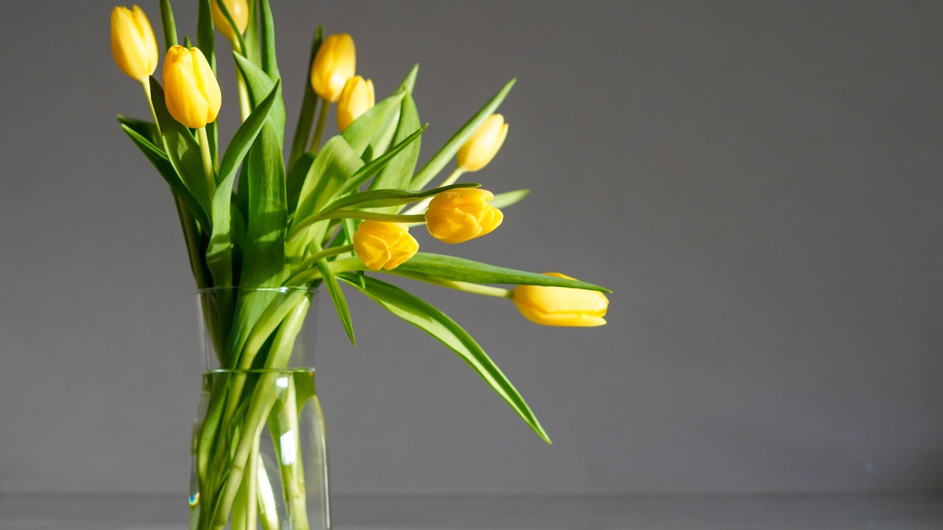 Diese 2 Hausmittel halten Tulpen länger frisch