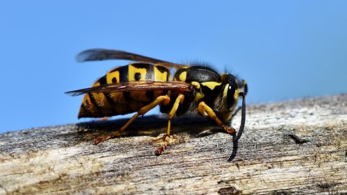 Mit diesem Biomüll vertreibst du Wespen