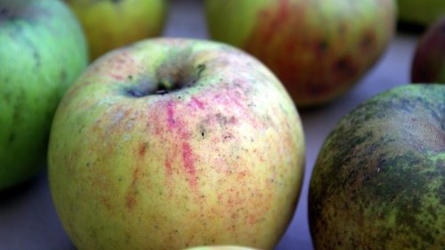 Alte Apfelsorten: Warum sie gesünder sind