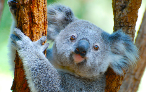 “Einfach abgeschlachtet” – 700 Koalas aus der Luft abgeschossen