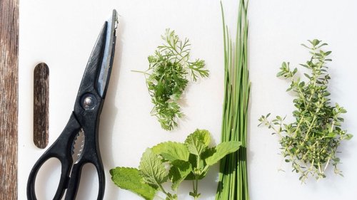 Liste mit Küchenkräutern: Diese Kräuter dürfen in keiner Küche fehlen