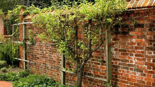 Spalierobst: Vorteile und Pflegetipps für den Obstanbau am Spalier