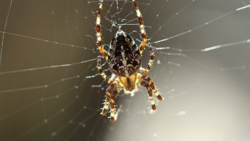 Spinnenfreier Balkon: Diese 9 Pflanzen halten Spinnen fern