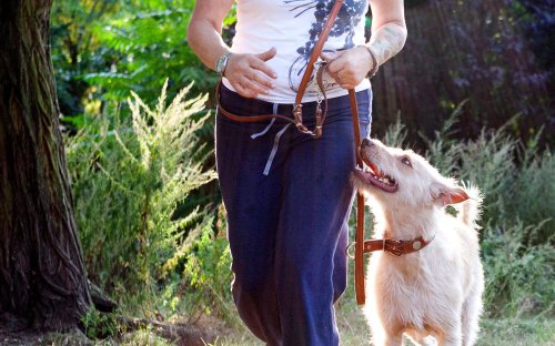 Hund an der Leine? Ja, bitte! Gründe, warum das im Frühling überlebenswichtig ist