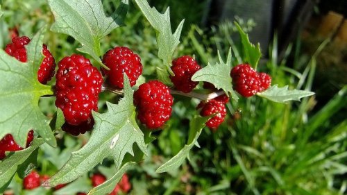 Erdbeerspinat entdecken: So gedeiht er in deinem Garten
