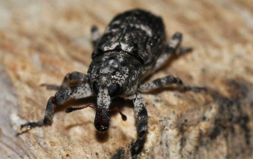 Seltener Käfer in Berlin gefunden – eine schlechte Nachricht