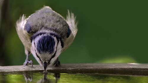 Vogeltränke und Vogelbad aufstellen: So bereitest du den Tieren eine Erfrischung