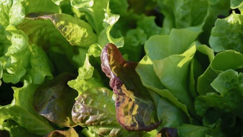 Frischer Pflücksalat aus dem Garten: So pflanzt du ihn richtig