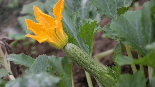 9 Pflanzen, die deine Zucchini gesund halten
