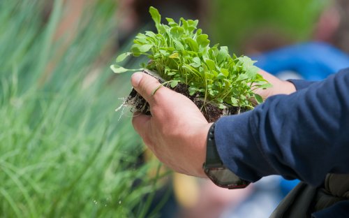 Gute Ernte: Gemüse selbst säen oder Jungpflanzen kaufen – was ist was besser?