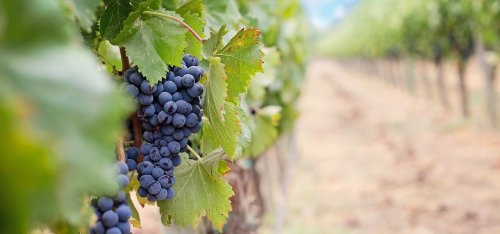 Flavonoide: Eigenschaften, Wirkung und wo die Pflanzenstoffe stecken