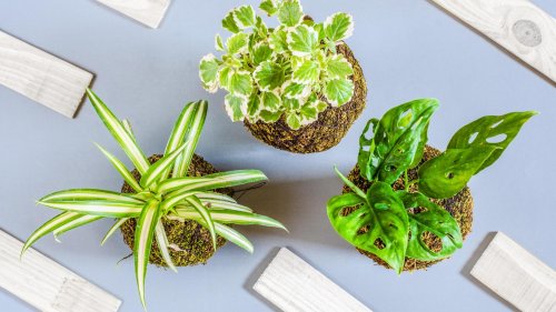 6 robuste Zimmerpflanzen für Menschen ohne grünen Daumen