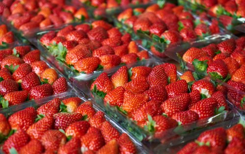 Früherdbeeren: 300 Liter Wasser für ein Kilo Erdbeeren