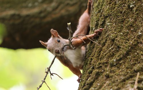 “Beginn des Aussterbens” – Warum Eichhörnchen jetzt von Bäumen fallen