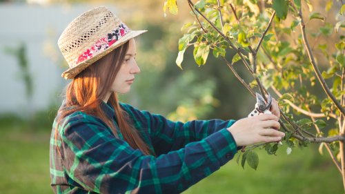 Apfelbaum schneiden: Der richtige Baumschnitt (Herbst + Frühjahr)