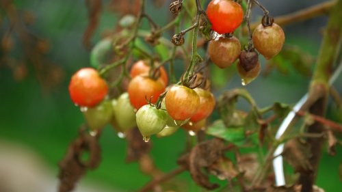 Tomaten-Krankheiten: Erkennen und bekämpfen