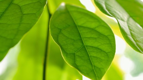 Avocado-Pflanze pflegen: So wächst der Baum auch bei dir
