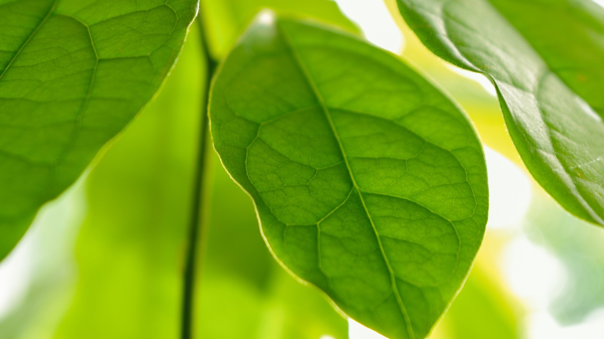 Avocado-Pflanze pflegen: So wächst der Baum auch bei dir