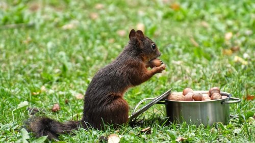 Eichhörnchen füttern: Was sie fressen und was du beachten solltest