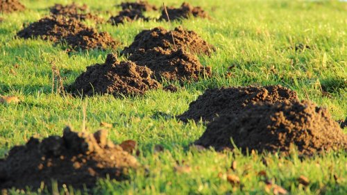 Wühlmäuse vertreiben: Diese Mittel helfen