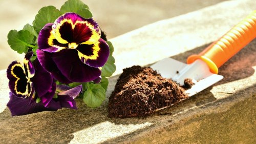 Nicht entsorgen: So machst du alte Blumenerde wieder fruchtbar