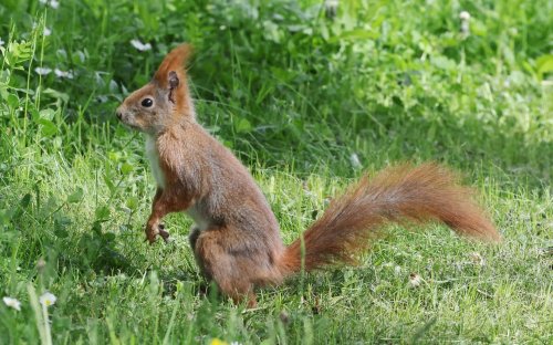 Eichhörnchen leiden unter Dehydrierung: So kannst du helfen