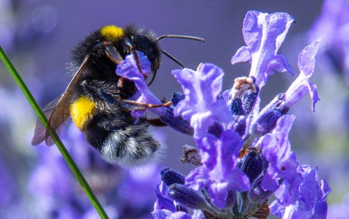 Fotos für den guten Zweck: Warum du jetzt Hummeln ablichten solltest