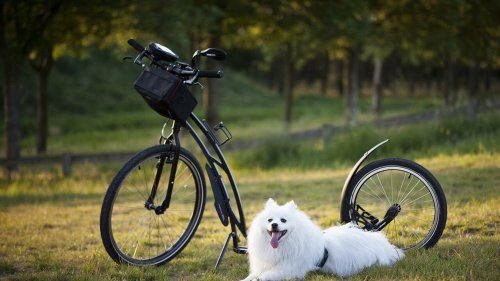 Fahrradfahren mit Hund: So klappt’s