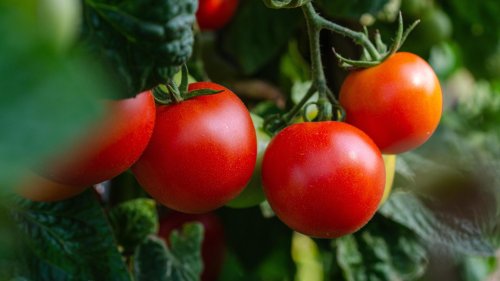 10 Pflanzen, die du nicht neben Tomaten anpflanzen solltest