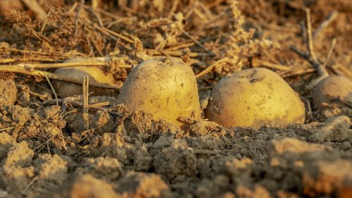 Nicht zu früh pflanzen: Daran erkennst du den besten Zeitpunkt für Kartoffeln