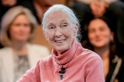 Jane Goodall wird 90: „Zum Glück war ich nicht an der Uni“