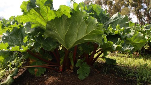 Über Jahre ernten: Dieses mehrjährige Gemüse ist super im Garten