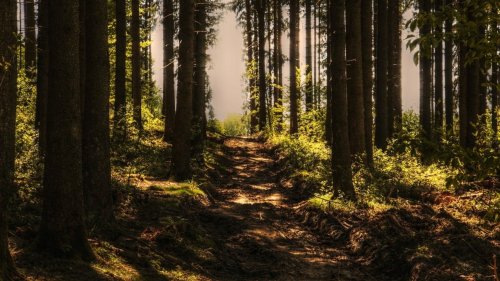 Waldbaden: Shinrin Yoku, die japanische Naturtherapie