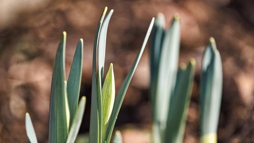 Gartenarbeit im März: Womit du jetzt unbedingt starten solltest