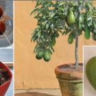 Stop Buying Avocados. Here’s How You Can Grow an Avocado Tree in a Small 🤬 at Home