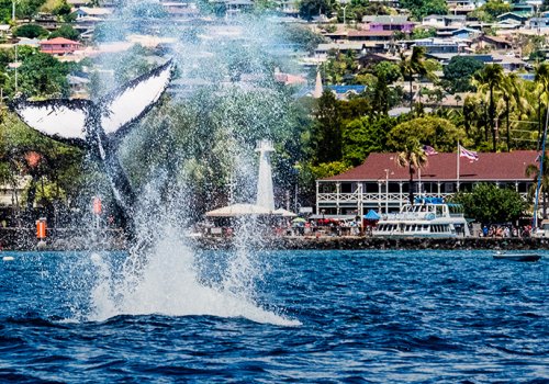 Whale Tales 2020: supporting Maui’s most famous ocean visitor