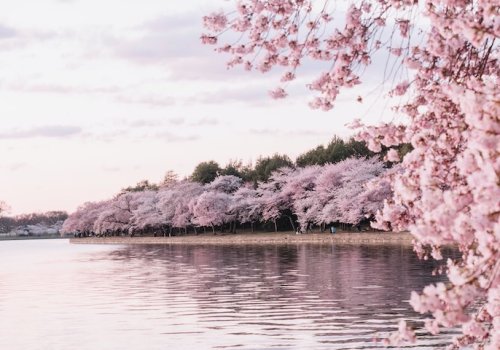 How to enjoy the cherry blossom season virtually