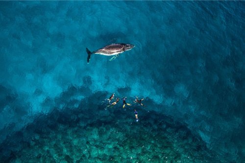 Women, Whales and Wellness Tours in Tonga