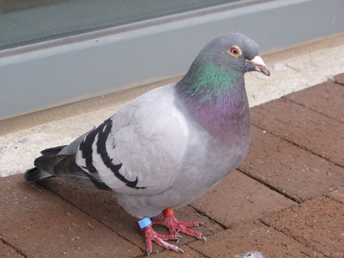 Racing Pigeon Makes 8,000km Trip from Japan to Vancouver Island — Vagabondish