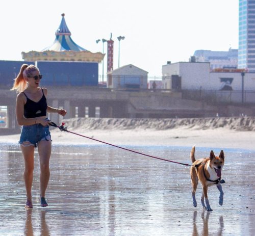 The Best of Summer: 9 Pet Stories and Articles Fit For the Season