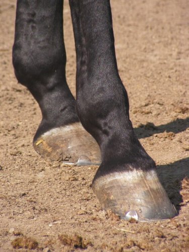First-Aid for Laminitis