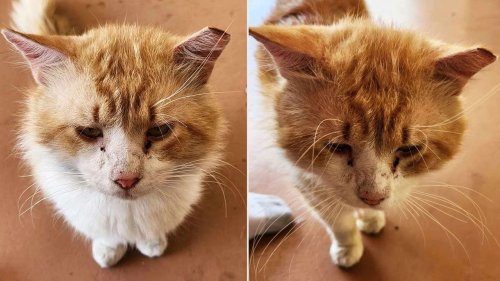 George, le chat qui s’est échappé d’un refuge et a parcouru 5 kilomètres pour retrouver ses amis, devient une star