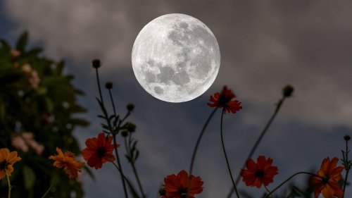 Pleine lune des fleurs : tout savoir de la pleine lune de mai