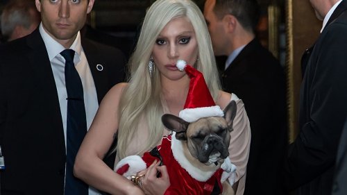 Lady Gaga : l'homme qui a tiré sur son dog-sitter et a participé au vol de ses chiens condamné à 21 ans de prison