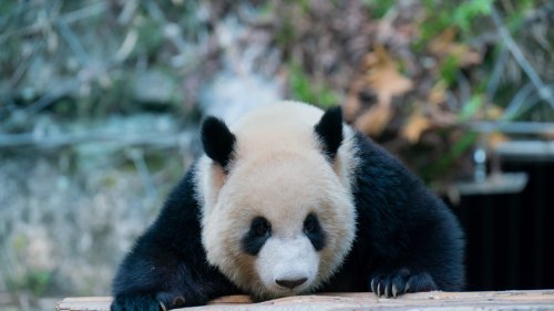 Les pandas souffrent (eux aussi) de jet lag