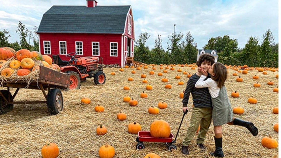Pumpkin Patch: i campi dove puoi raccogliere la tua zucca di Halloween