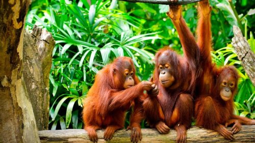 Orangutan borneo tour in Tanjung Puting national park